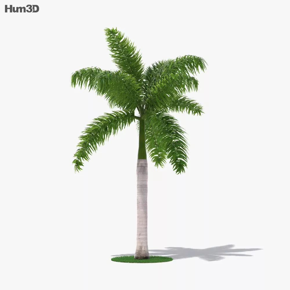 Palmera Real Cubana planta de vivero